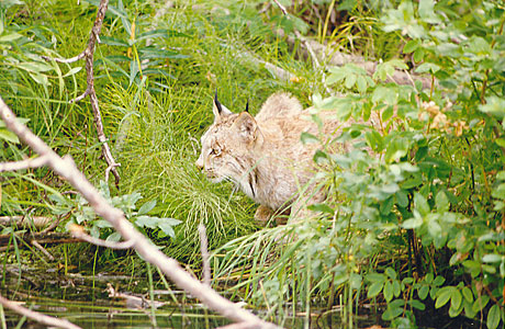 Yukon Lynx - 9