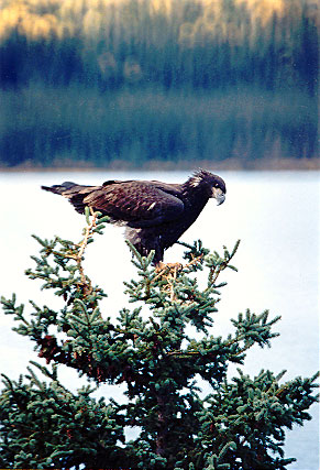 Golden Eagle