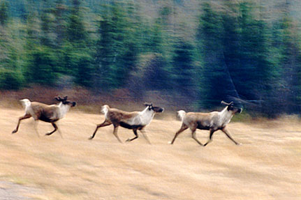 Cariboo on the March