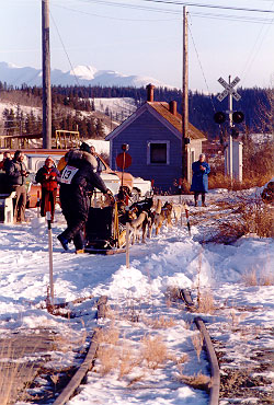 Sled Dog Team - Finishing Race