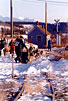 Sled Dog Team - Finishing Race